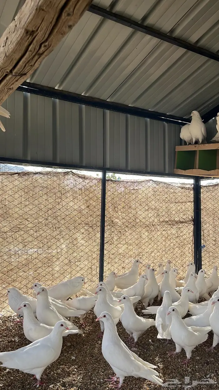 تم البيع الله يبارك لرعيه 3