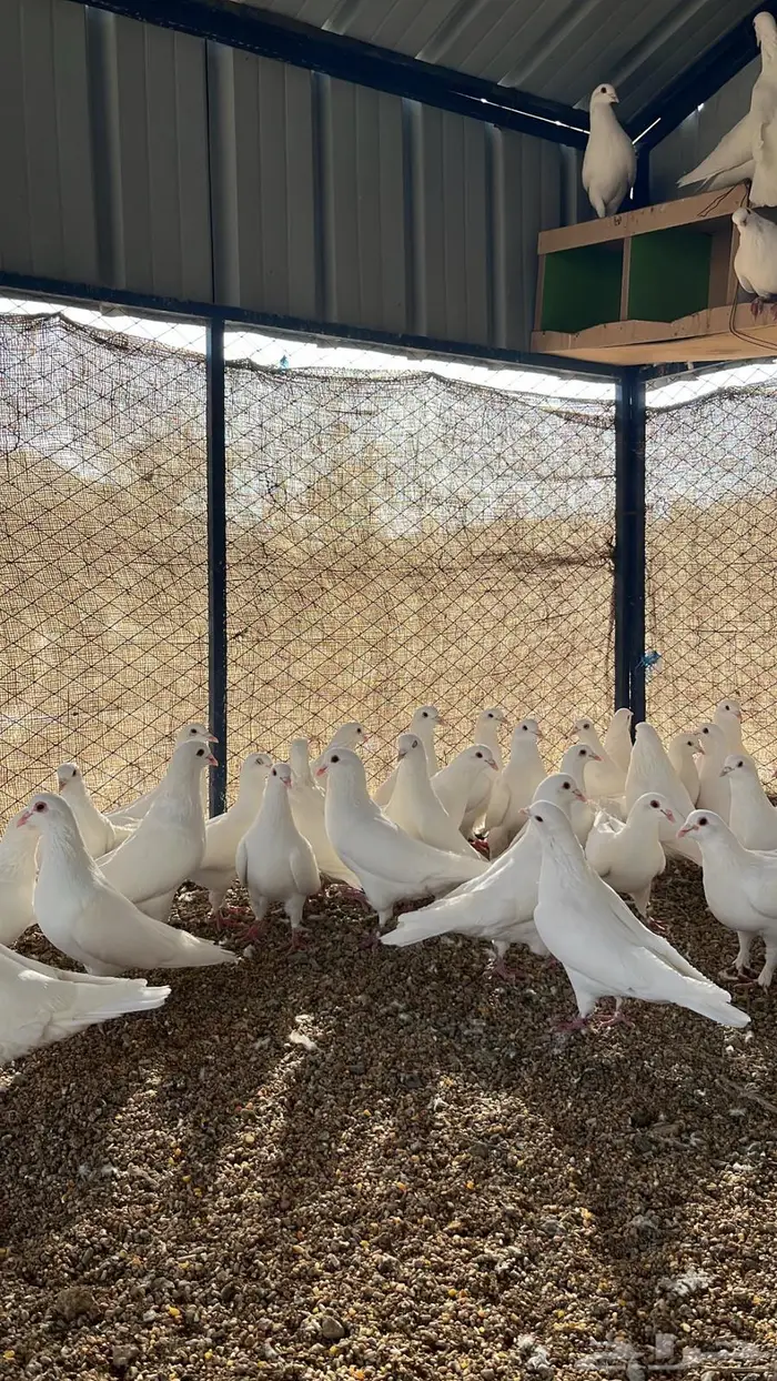 تم البيع الله يبارك لرعيه 0