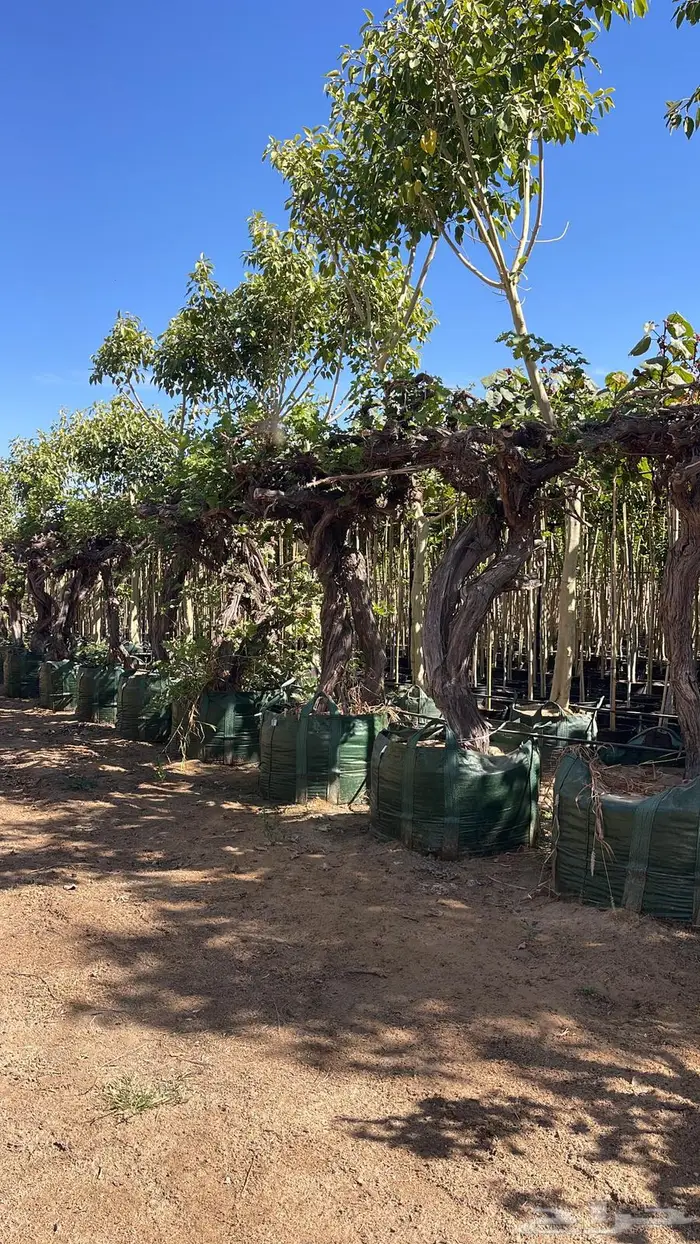 توريد أشجار كميات و أحجام كبيرة ونخيل واشنطني فاخر 1