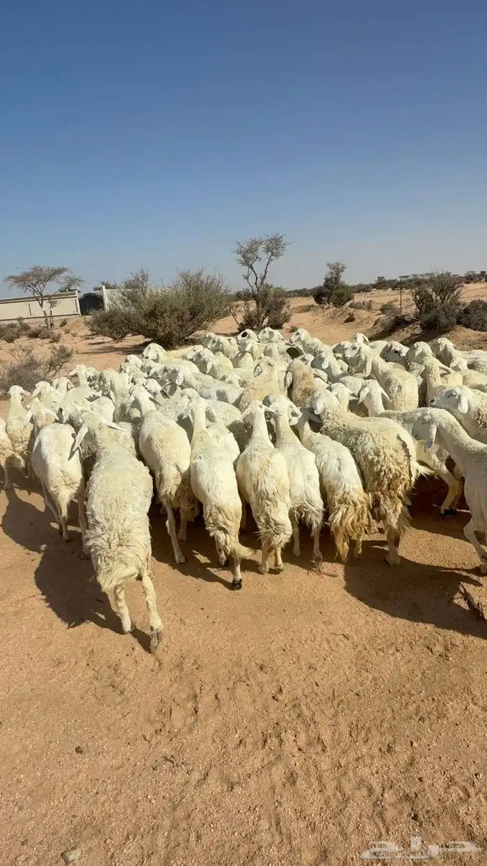 الغنم حريات طيب مرح واحد 2