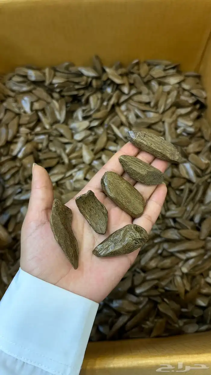 عود محسن درجة اولى 2