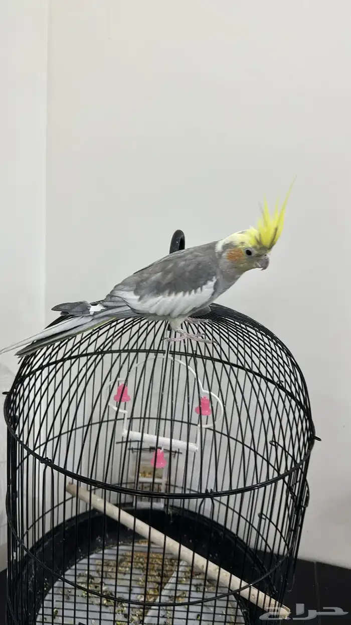 ببغاء كروان 1