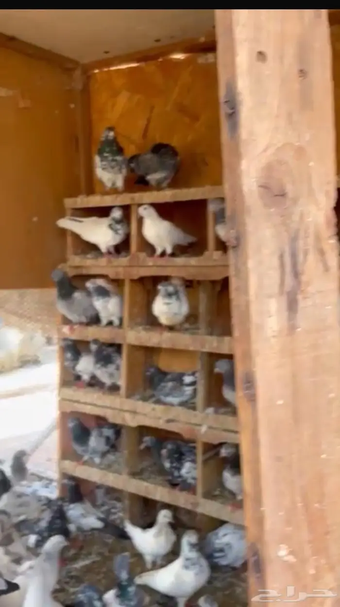 حمام زاجل و رقاص للبيع بالجمله 9