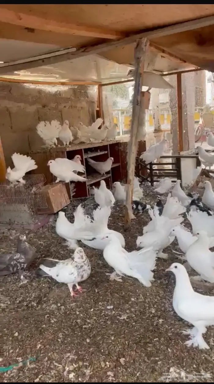 حمام زاجل و رقاص للبيع بالجمله 8