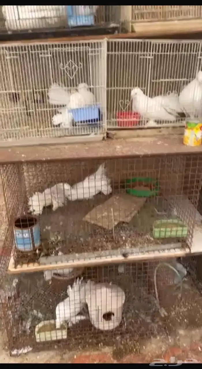 حمام زاجل و رقاص للبيع بالجمله 6