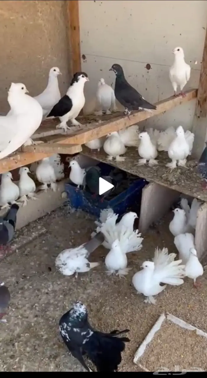 حمام زاجل و رقاص للبيع بالجمله 2