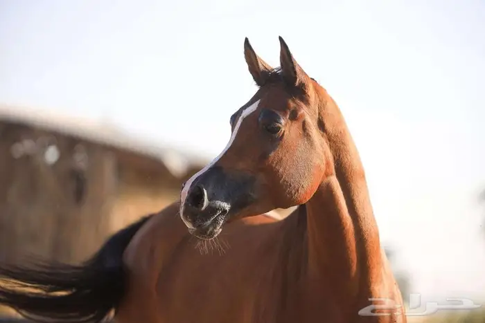 فرس شيخه منوة كل شخص 2