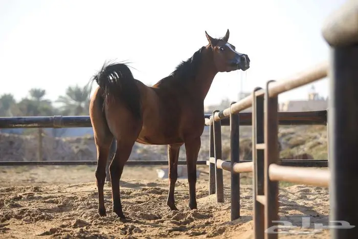 فرس شيخه منوة كل شخص 0