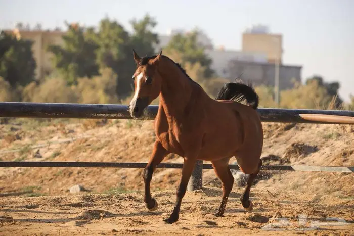 فرس شيخه منوة كل شخص 1
