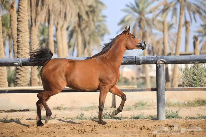 فرس شيخه منوة كل شخص 3