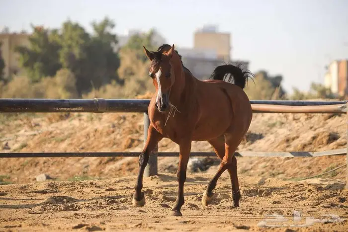 فرس شيخه منوة كل شخص 4