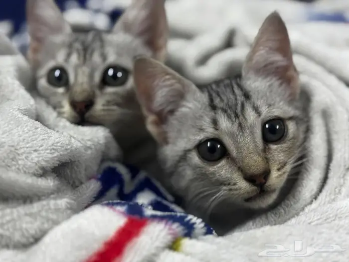 قطط بحاله صحيه جيده 0