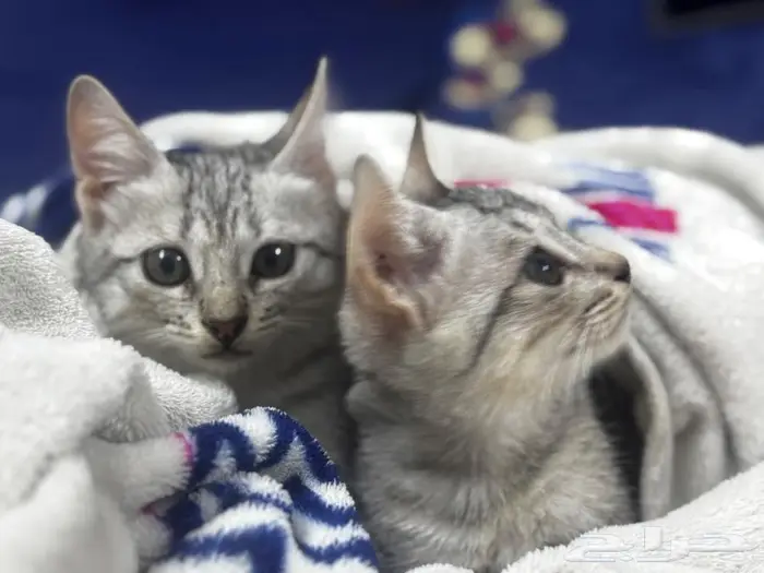 قطط بحاله صحيه جيده 2