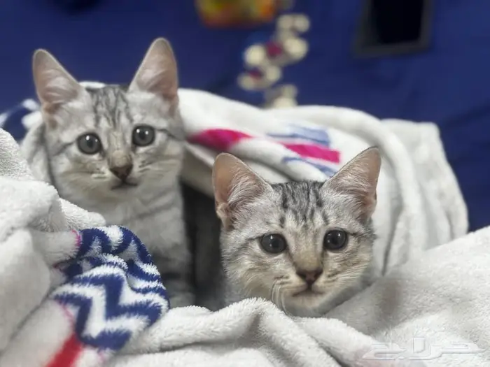 قطط بحاله صحيه جيده 1