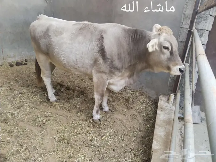 للبيع الماني لقاح 6 وتساب 0