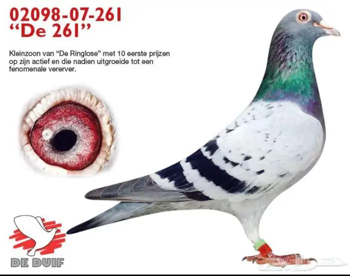 فردة بيور برانغا 4