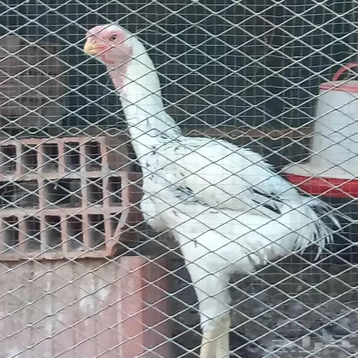 ديك حجازي (فارسي) للبيع 1