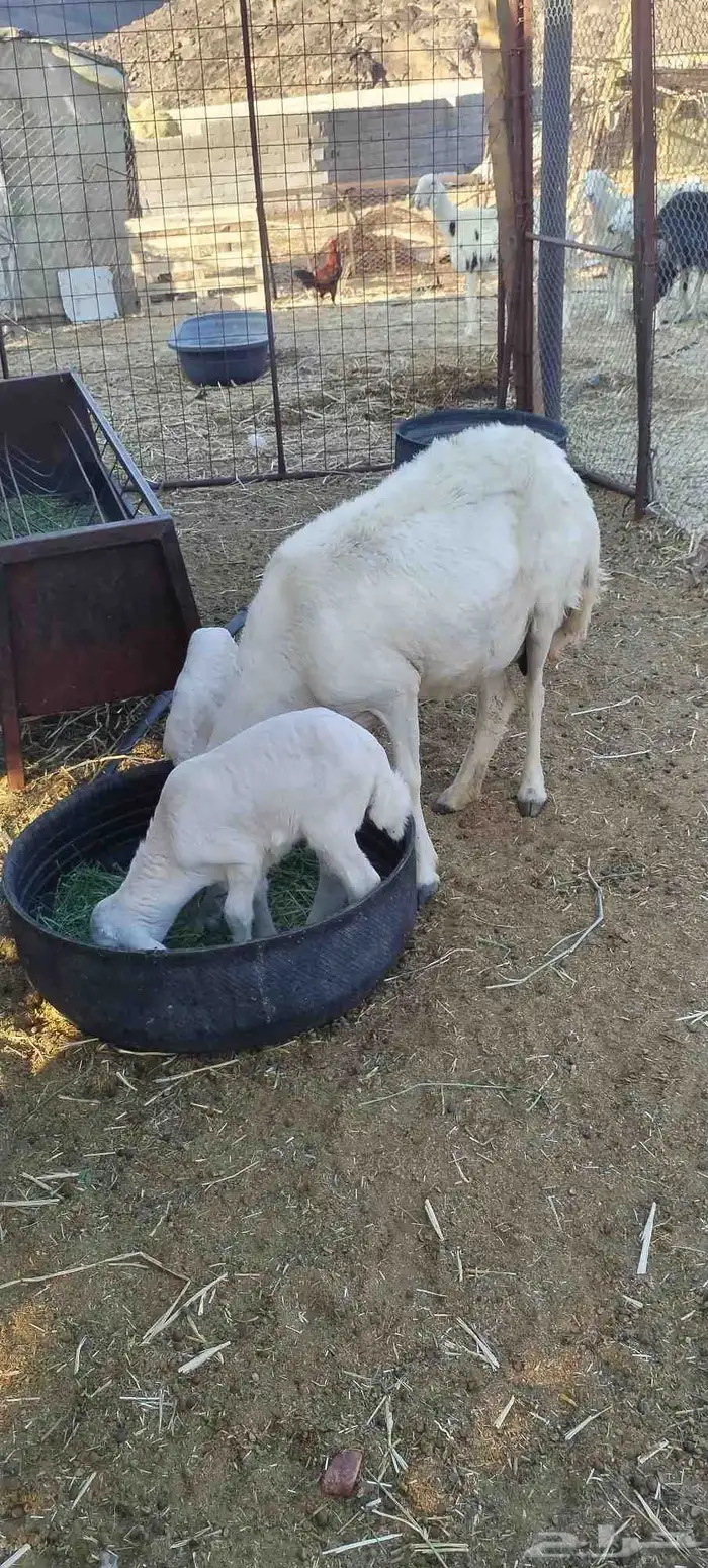 نعجه حبصيه متا ومه 2