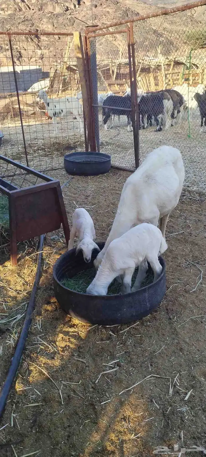 نعجه حبصيه متا ومه 0