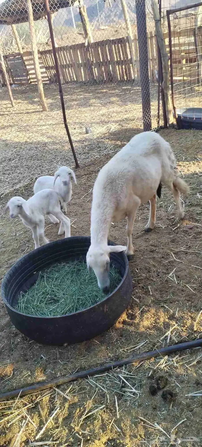 نعجه حبصيه متا ومه 1