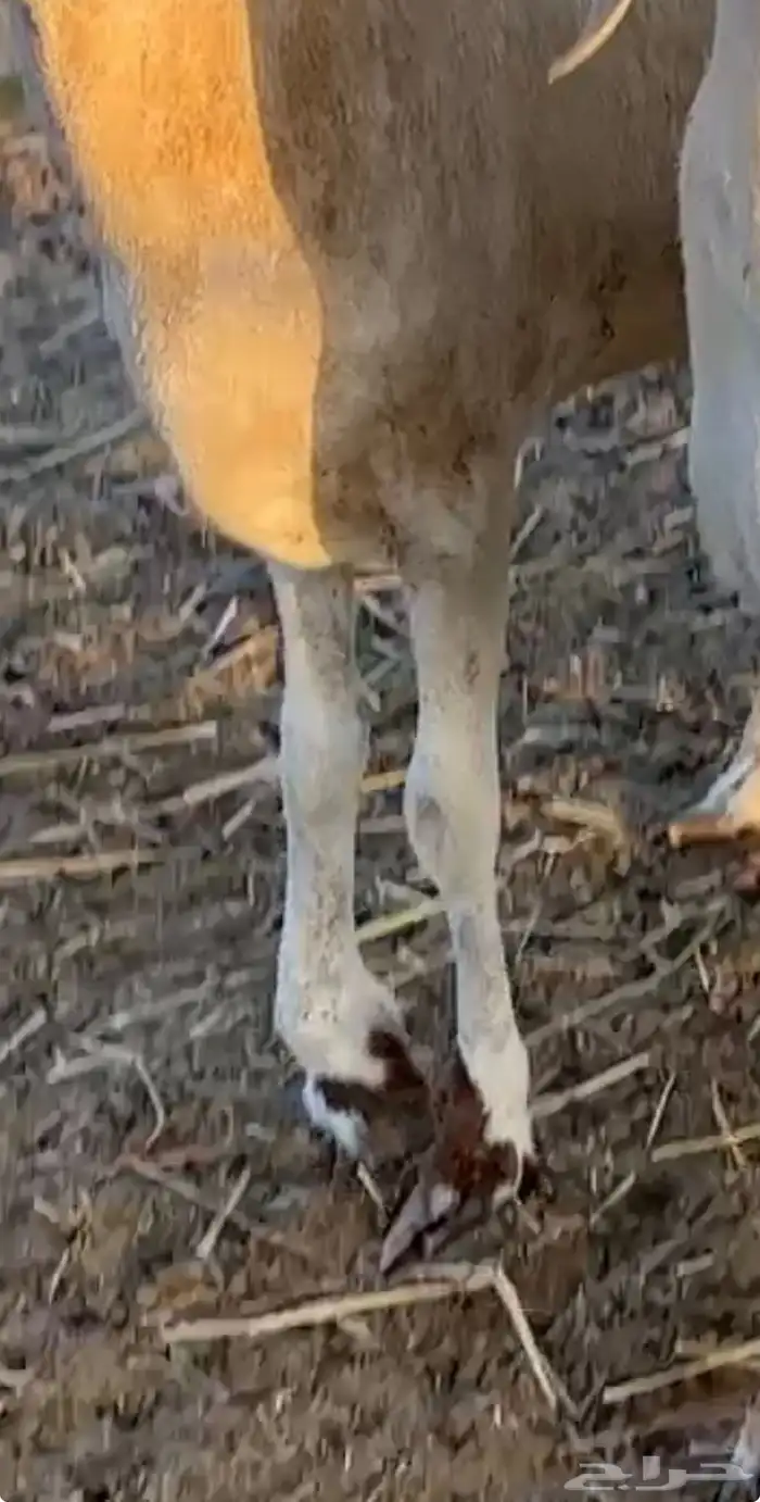 نعجه سواكنيه بيضاء برصاء صنف معها طلي مشروع فحل فاخر 10