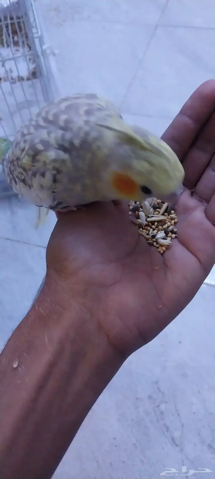 جوز روز و كروان أليف 3