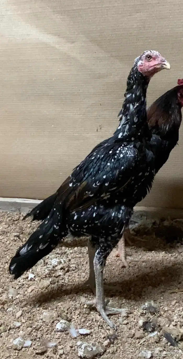 دجاج باكستاني سندي نسل غبشان 1