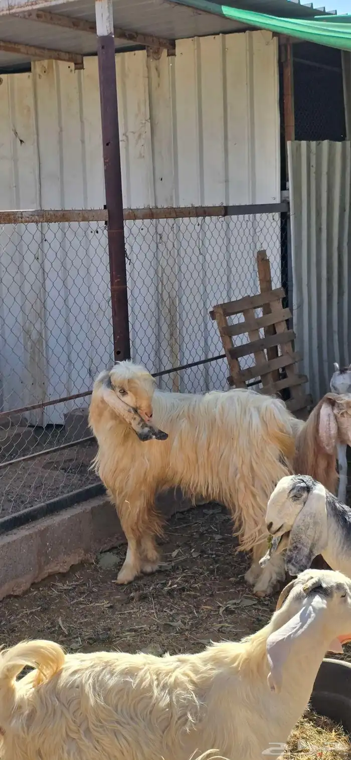 تيس. فحل أبيض ماعز 2