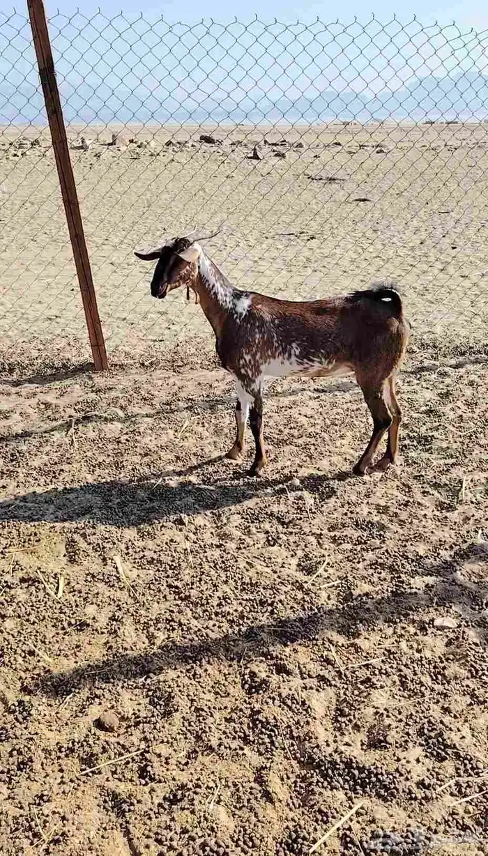 معزا جفره ثنيه ودافع أذكر الله صلوا على النبي 2