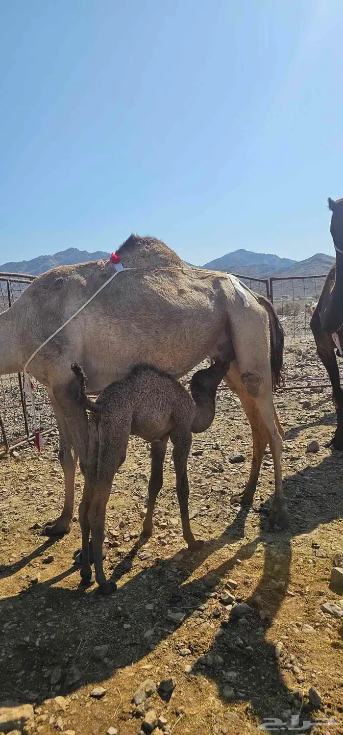 أعرض لكم خلفه مصفر طيبه 1