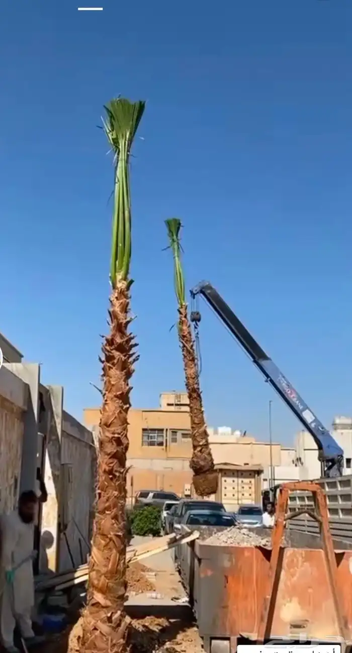 وشنطونيا زينه ابومروحه جميع المقاسات 1