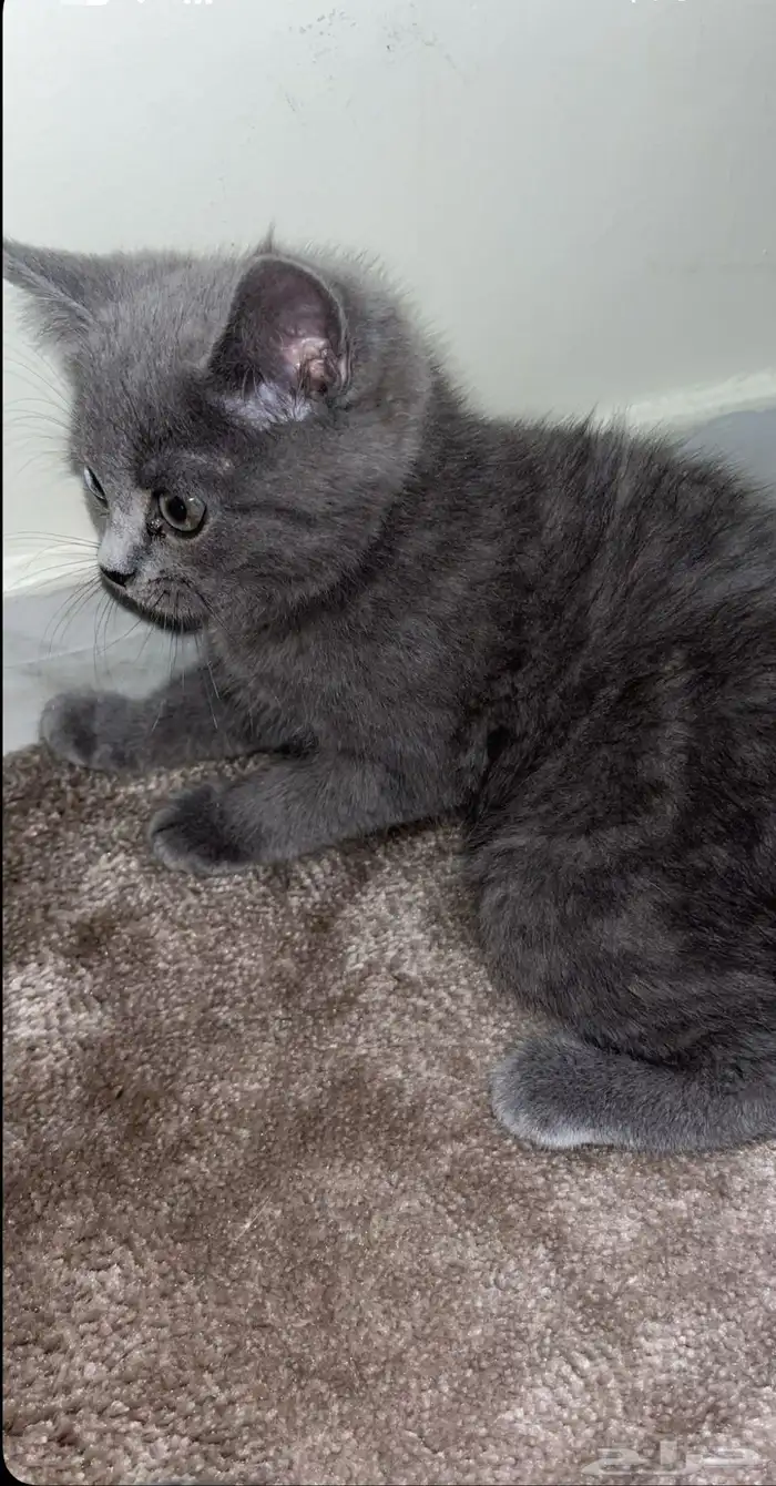 قطوة لتبني 2