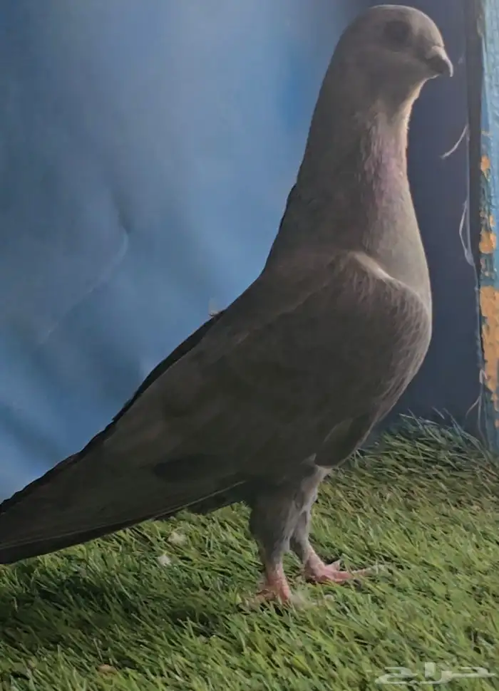 جوز بواز ابو كحله مغبر بطل 3