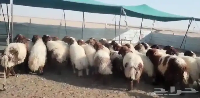 للبيع رخال نعيم جذعات فاااخره 1