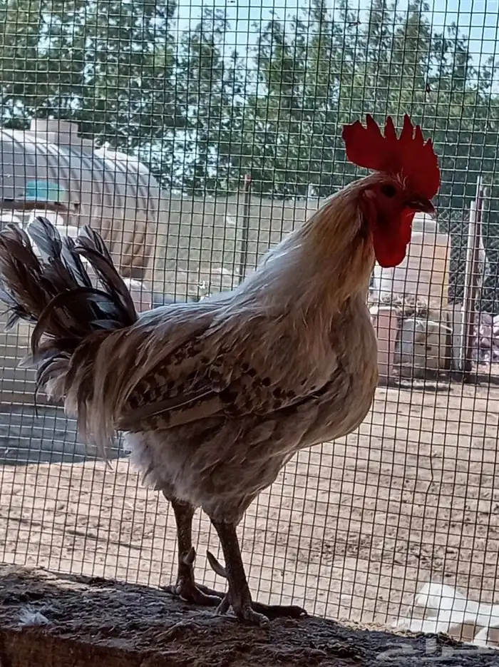 دجاج بلدي 1