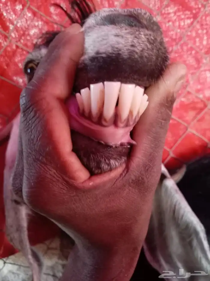 عنز عارضيه معها تيس 7