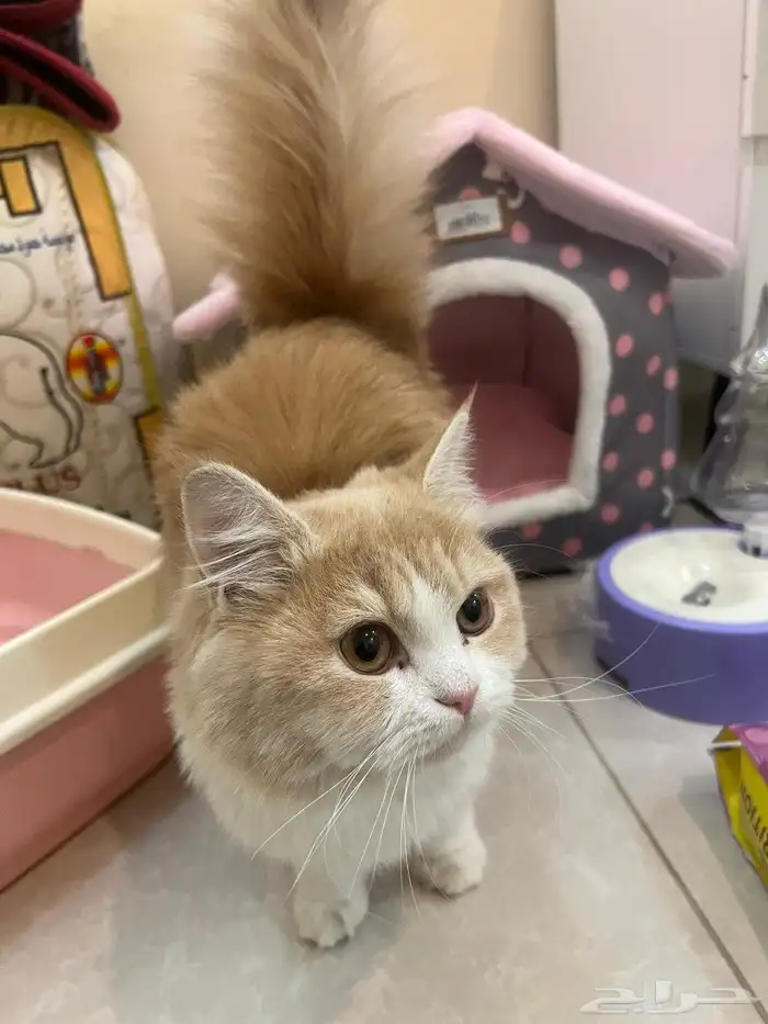 قط اليف جدآ للبيع متواجد في حي المملكه 2