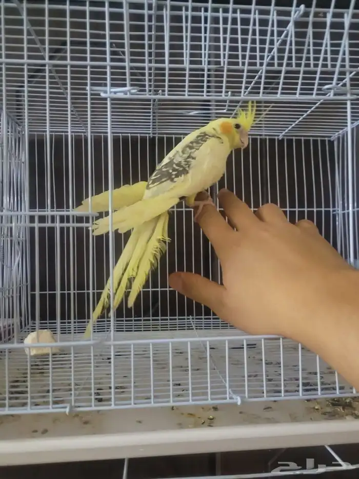 جوز روز البينو منتج وكروان هفي بايد فراشة اليف مايعض 5