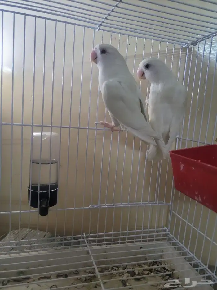 جوز روز البينو منتج وكروان هفي بايد فراشة اليف مايعض 1