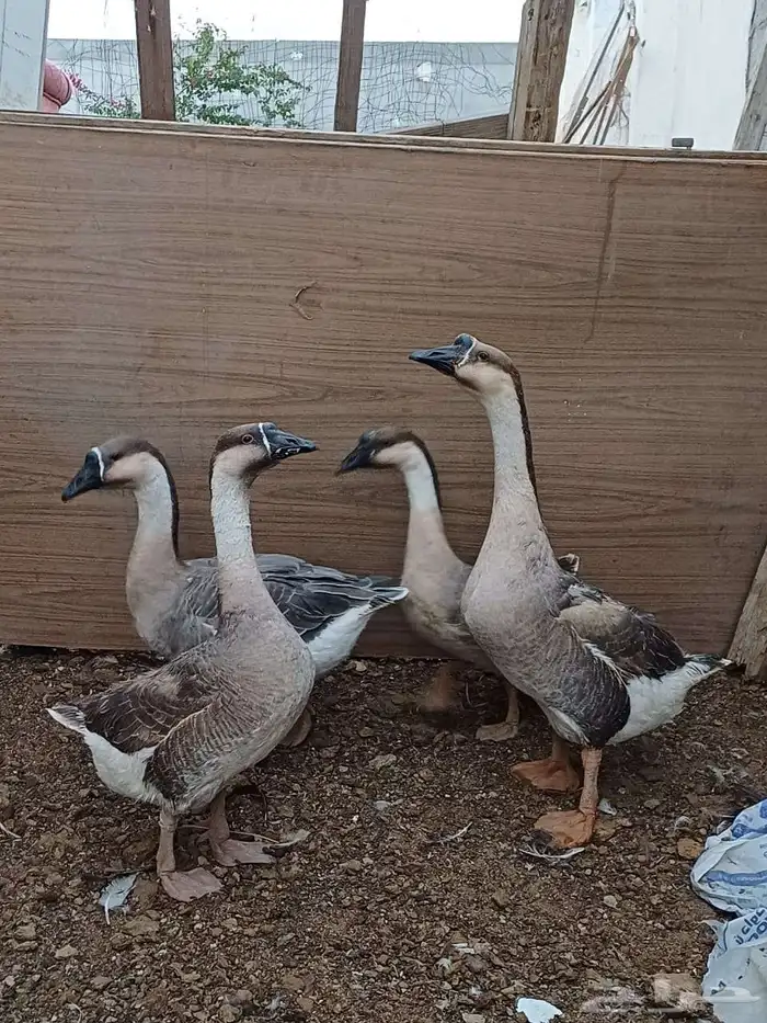 وز عراقي كوبرا 0