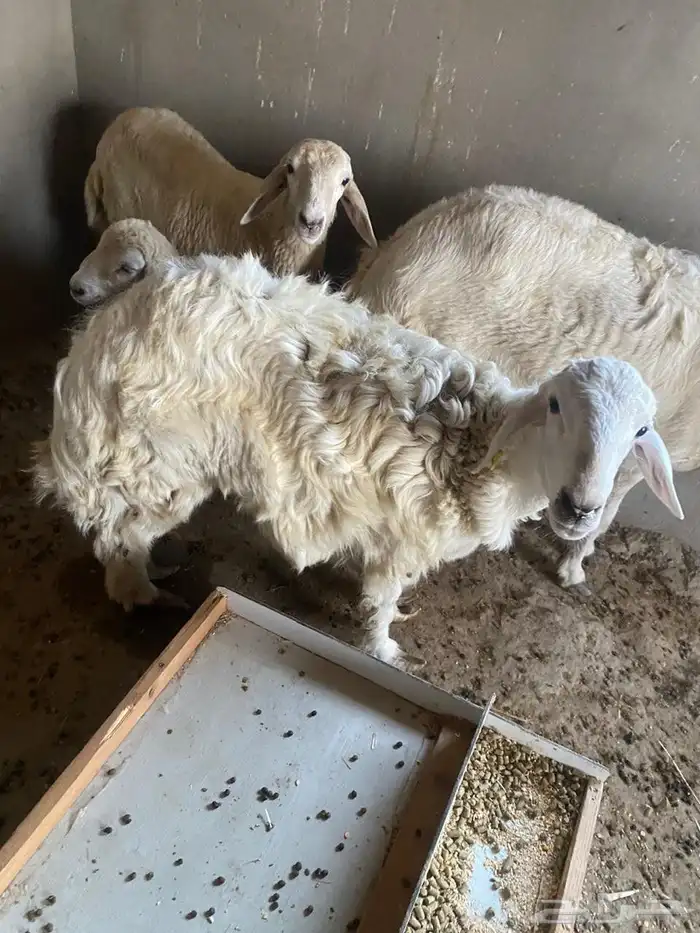 طلي حري للبيع جذع شرط 1