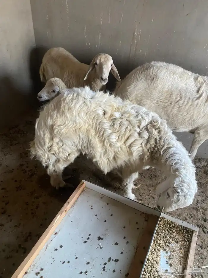 طلي حري للبيع جذع شرط 0