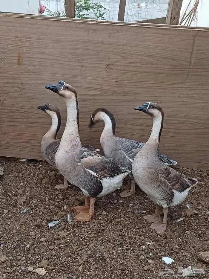 وز عراقي كوبرا 1