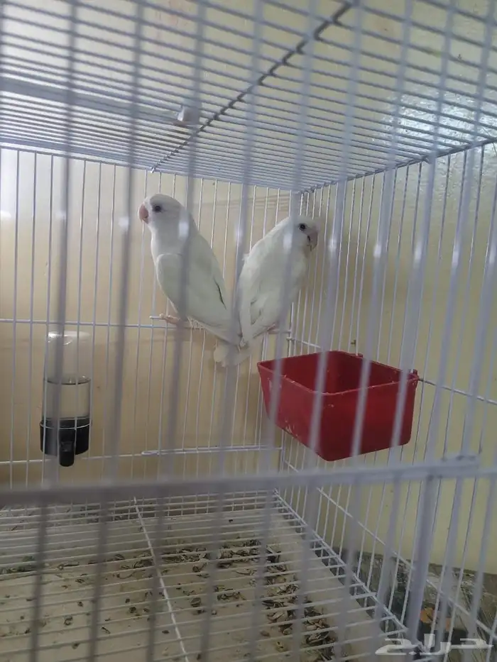 جوز روز البينو منتج وكروان هفي بايد فراشة اليف مايعض 2