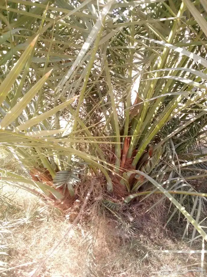 نخل البيع الجله تبرك ضرام المشعله المزحميه الرياض الخرج 4