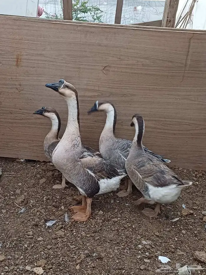 وز عراقي كوبرا 2