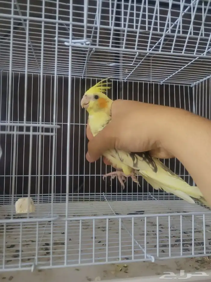 جوز روز البينو منتج وكروان هفي بايد فراشة اليف مايعض 8