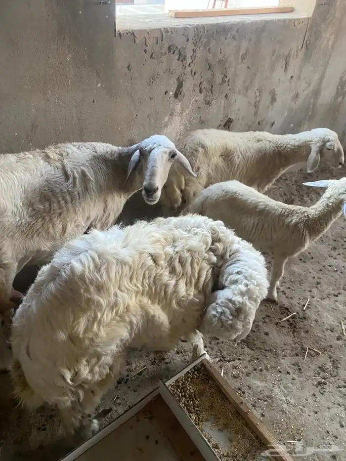 طلي حري للبيع جذع شرط 3