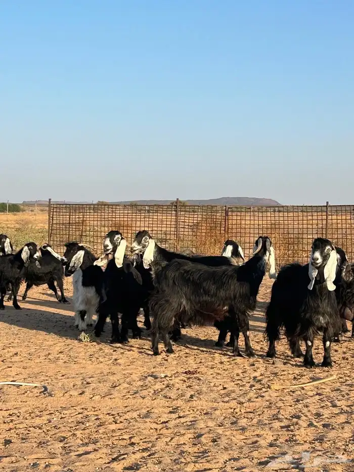 معزا للبيع العدد 17 راس 14 راس مضاريع كشف سينار وعدد 3 حيل 1