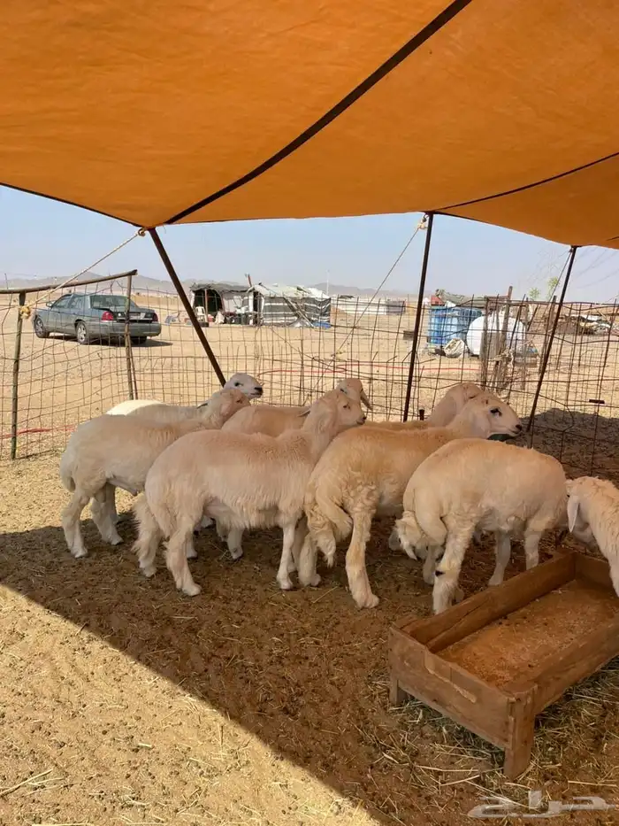 غنم حري   ذبايح توصيل في جده 0